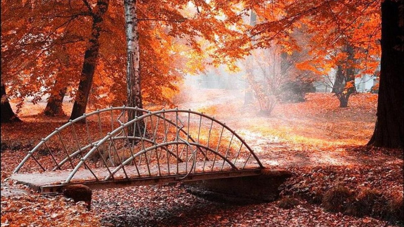 1920x1080, leaves, 4k pics, scenic, 1080P, Imagini Toamna
