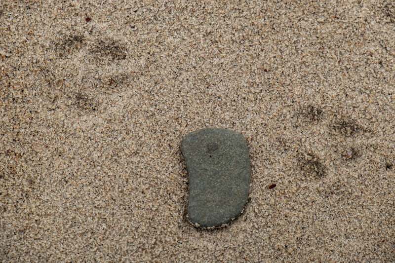 outdoors, backgrounds, wilderness, mud, marker, 5K, solid, flower, nature, day, no people, water, sand, sea, wedge, pebble, rock, high angle view, shoreline