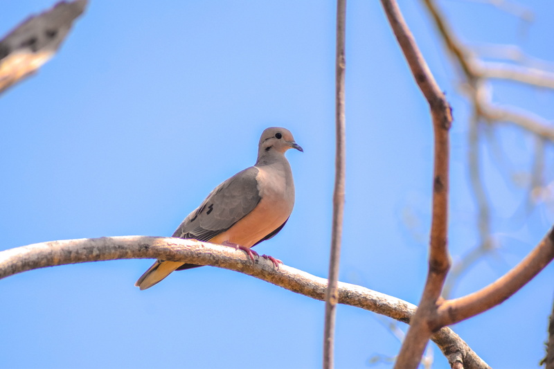 branch, animal, plant, animals in the wild, one animal, low angle view, perching, vertebrate, no people, tree, blue, dove - bird, bird, nature, day, sky