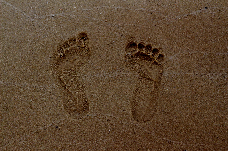 vertebrate, outdoor, holiday, land, nature, coastline, foot, animal, mammal, vacation, 5K, outdoors, footstep, representation, high angle view, print