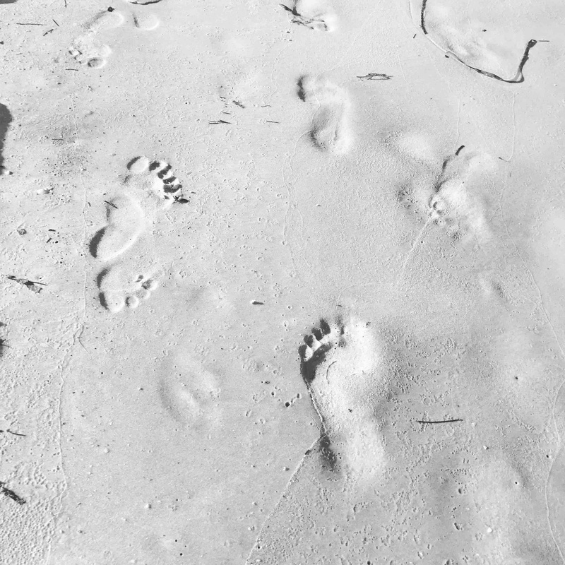 animal track, footsteps, high angle view, close-up, print, outdoors, track - imprint, no people, backgrounds, day, sand, beach, 2K, footprint, animal themes