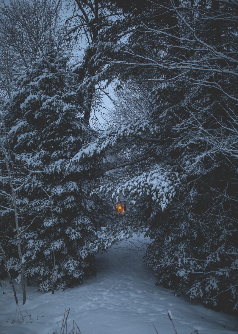 snowing, adventure, tree, green, tranquility, beauty in nature, 2K, winter, white, transportation, direction, branch, cold temperature, woods, scenics - nature