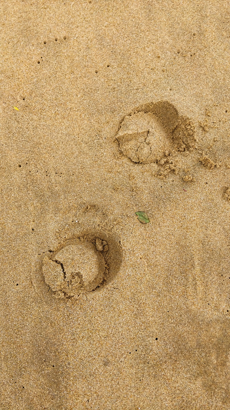 paw print, beach, background, horse, shape, texture, high angle view, footprint, beach sand, sand, absence, beige, sand, Footsteps, Coastal