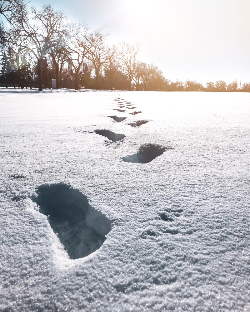 light, cold, plant, footsteps, scenics - nature, tranquility, day, covering, surface level, white, snow, cold temperature, mood, 2K, white color, footprint