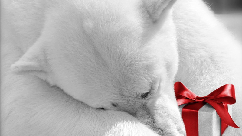 1920x1080, holidays, merry christmas, polar bear, present, bear, holding, polar, 1080P, white, christmas