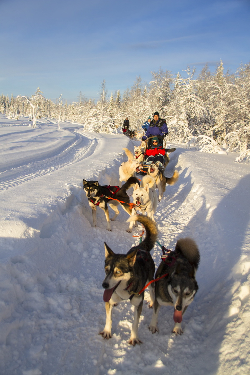 animal, domestic animals, pets, group of animals, mammal, warm clothing, field, vertebrate, canine, nature, husky, animal themes, snow, outdoors, domestic