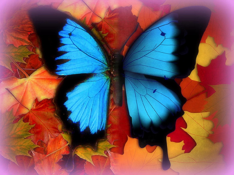 fall, leaves, butterfl, friday, trees, 1080P, softness-beauty, nature, backgrounds, butterfly, photomanipulation, blue-dreams, lovely