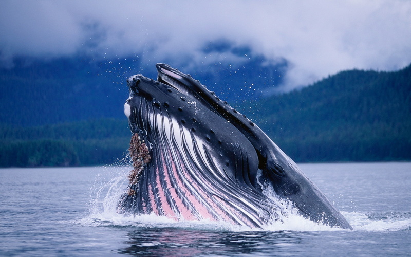 1080P, Arctic, Water, Whale, Jump