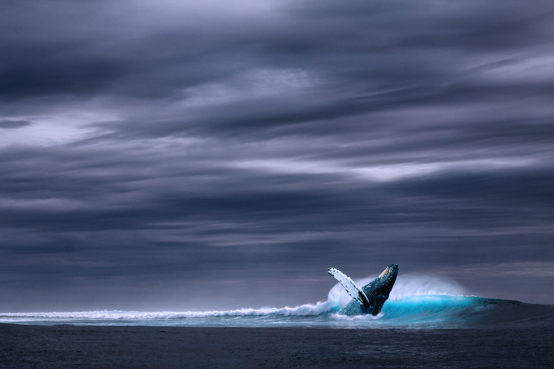 mammal, humpback whale, water, painting, blue whale, picture, wild, animals in the wild, sky cover, animal themes, aquatic mammal, animal, sea, one animal