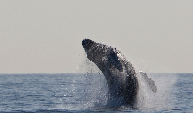 horizon over water, animals in the wild, water, sea life, aquatic mammal, no people, one animal, 2K, humpback, sea, tail fin, animal wildlife, whale, endangered species
