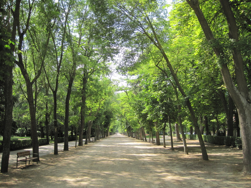 leaf, outdoors, scenics, day, beauty In Nature, diminishing perspective, tranquility, Burgos, sunlight, corridors, road, vanishing point, green Color, tranquil scene
