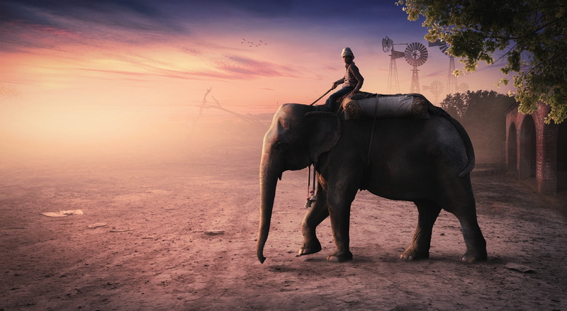 man, animal themes, sunset, mammal, tree, domestic animals, animal, herbivorous, animals in the wild, paradise, environment, plant, 1080P, Creative, elephant