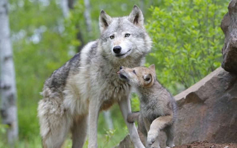 beautiful, dogs, animals, cub, nature, white, wolf, mother, wolves, gray, trees, cute, 1080P