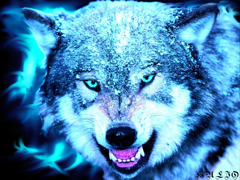 beautiful, howl, predator, trees, lovely, seasons, magnificent, c, n, 1080P, wolves, animals, e, dog lover, leaves