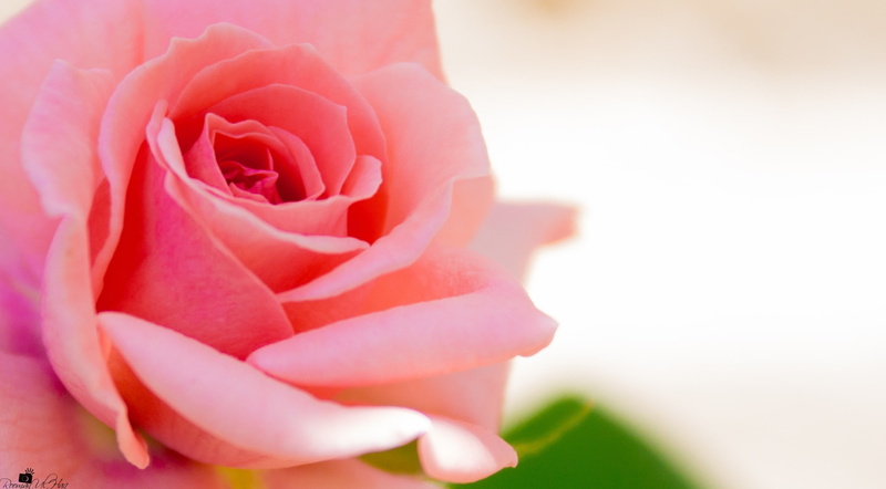 day, beauty, pinkrose, flower head, Cute, close-up, flower, flowering plant, freshness, valentine, love, macrophotography, rose, pink, natureporn, nature