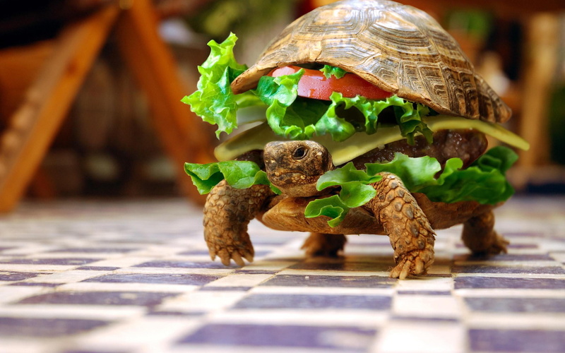 turtle, 2K, burger, funny