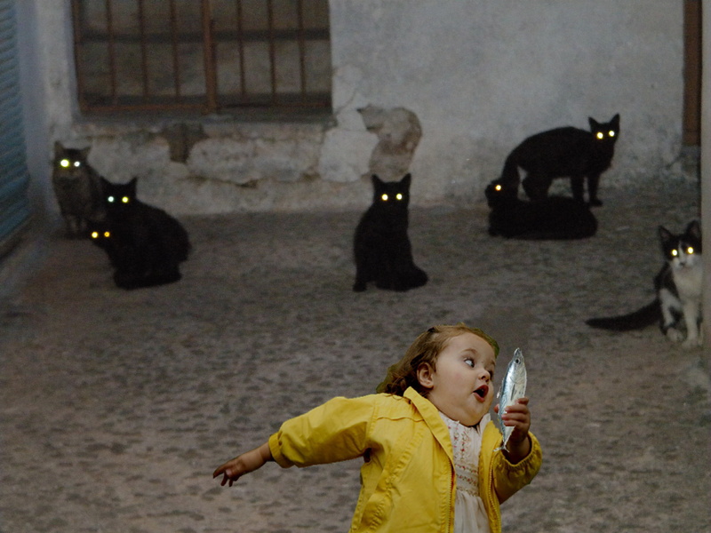 chubby, meme, bubble, cats, x, hd, funny, fish, girl, 2K, art, animals, photomanipulation