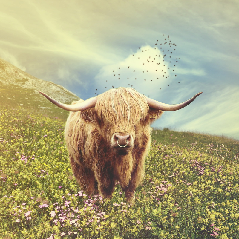 nature, domestic, field, plant, domestic cattle, ox, 5K, mammal, grass, herbivorous, grazing, cow, no people, vertebrate, pets, animal wildlife, agriculture
