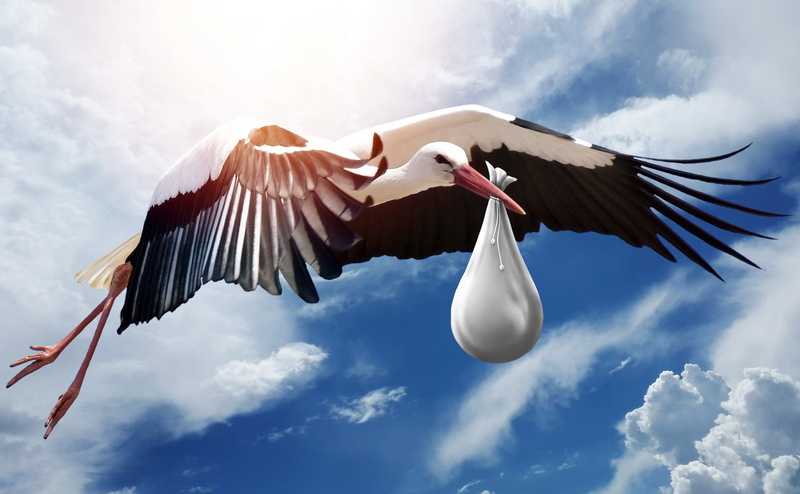Bird, animal wildlife, outdoors, cloud - sky, one animal, no people, carrying, Baby, animal wing, day, animal themes, Design, spread wings, Flying, goodnews
