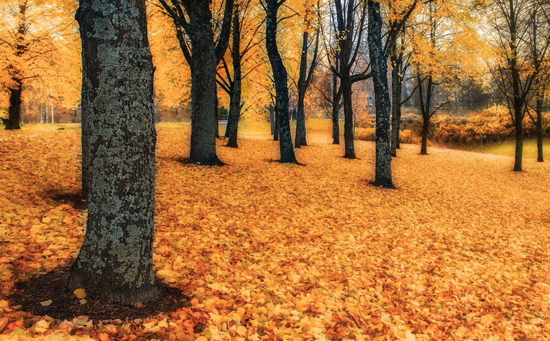 5K, Autumn, treelined, plant part, tree, orange color, Finland, tranquility, day, forest, haapaniemi, no people, trunk, scenics - nature, Trees, Seasons