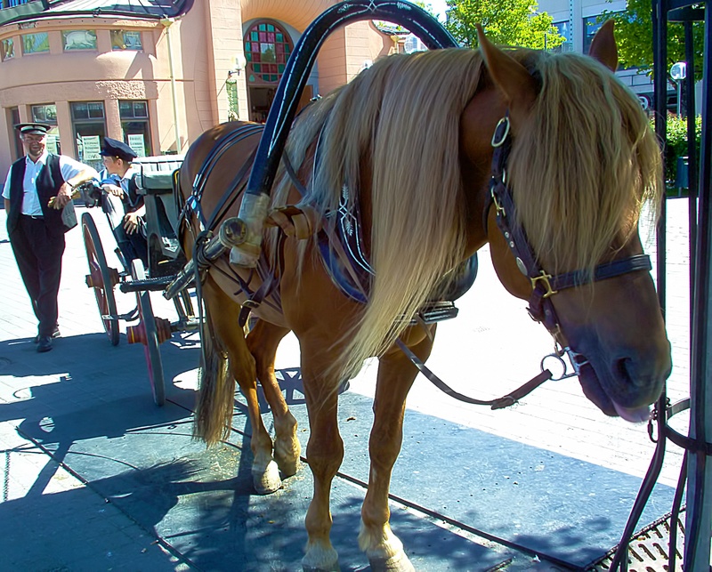 mammal, city, domestic, horsedrawn, architecture, bridle, day, carriage, pets, kuopio, outdoors, finnish, livestock, horse, horse cart, 1080P, transportation