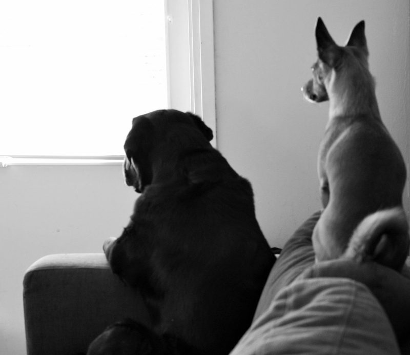 relaxation, canine, mammal, sitting, home interior, pet owner, domestic animals, profile view, window, pets, furniture, dog, door, watch, people, vertebrate
