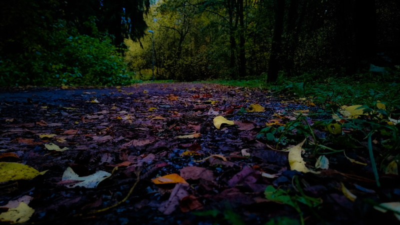 tranquility, messy, vulnerability, plant, no people, plant part, colourfull, path, tree, land, growth, field, tampere, forest, leaves, outdoors, leaf, day