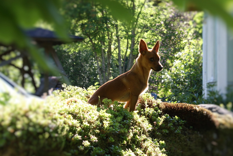 keuruu, domestic, dog, summer, outdoors, 2K, small, domestic animals, mammal, growth, eelis, sunshine, cottage, no people, one animal, animal wildlife