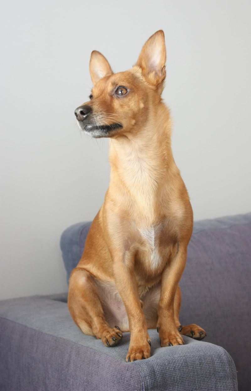 beautiful, mammal, pirkkala, animal, 2K, dog, vertebrate, canine, full length, one animal, looking, wait, indoors, sofa, no people, looking away, domestic animals