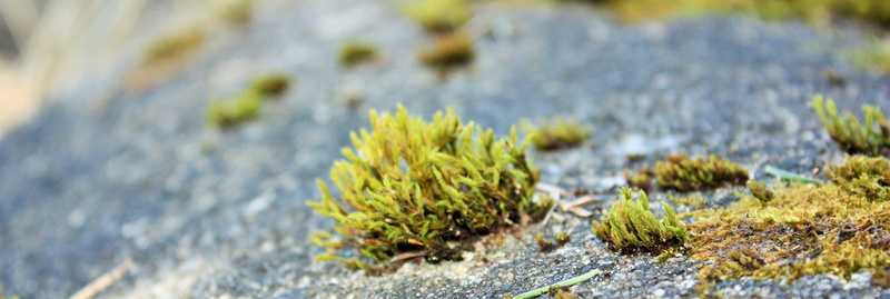 rock, day, food and drink, stone, no people, close-up, green color, beauty in nature, food, selective focus, growth, healthy eating, plant, 4K, green