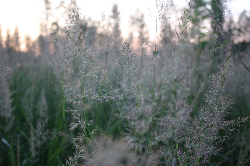 sun, summer, day, 4K, nature, plant, selective focus, environment, field, tranquil scene, forest, suomi, tranquility, beauty in nature, keuruu, sunset