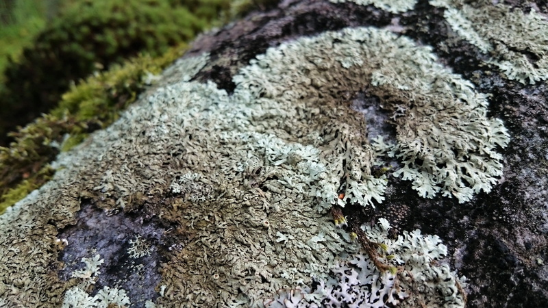 day, grey, focus on foreground, outdoors, high angle view, autumn, keski-suomi, land, nature, lichen, stone, close-up, rock - object, no people, suomi
