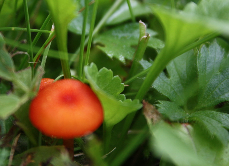 day, red, plant, ripe, green, healthy eating, grass, food and drink, growth, wellbeing, no people, tomato, orange, plant part, agriculture, selective focus