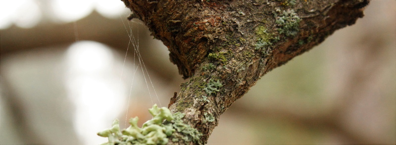 no people, tree, moss, 4K, braun, forest, tree trunk, suomi, rough, lichen, nature, outdoors, spider, close-up, branch, brown, day, rainforest, plant bark