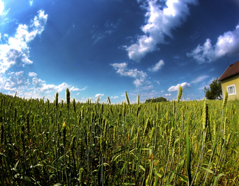 agriculture, plantation, tranquility, outdoors, forest, no people, scenics - nature, rural scene, finland, landscape, crop, land, summer, farming, growth