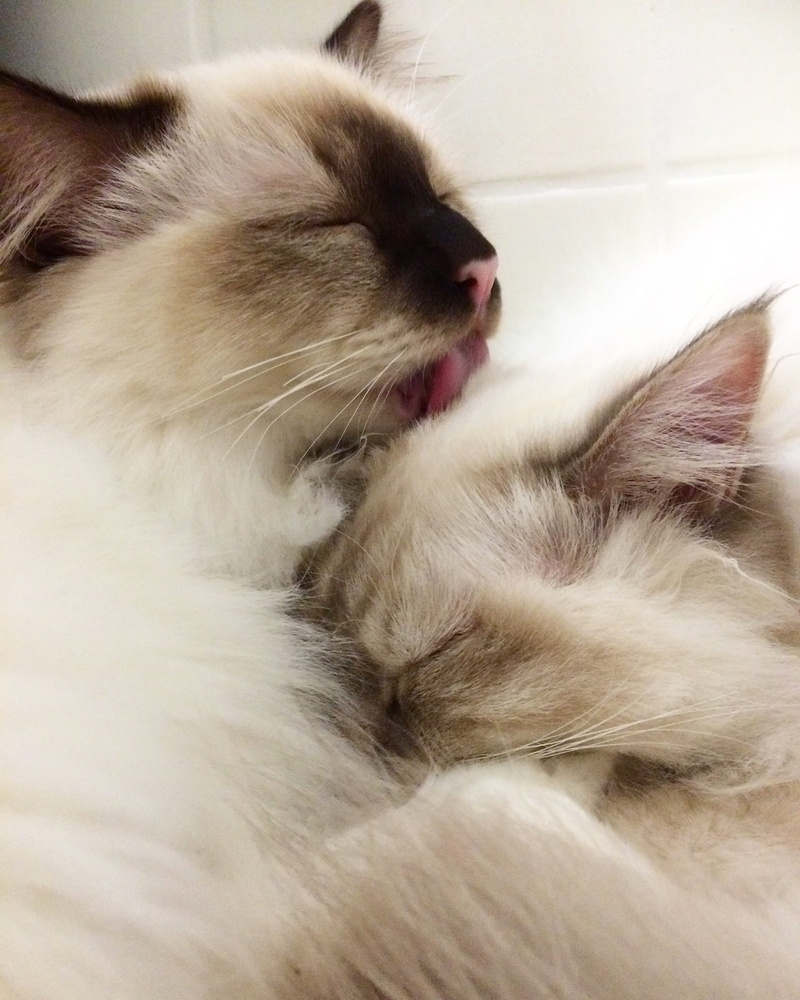 2K, mammal, yawning, close-up, domestic animals, domestic, animal mouth, indoors, facial expression, one animal, animal themes, suomi, mouth, turku, whisker