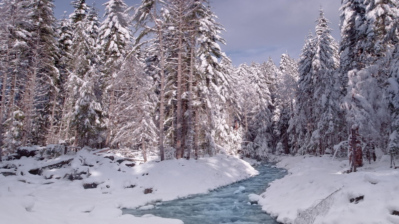 stream, snow, nature, winter, pine, white, lot, trees, hd, 1080P, forest