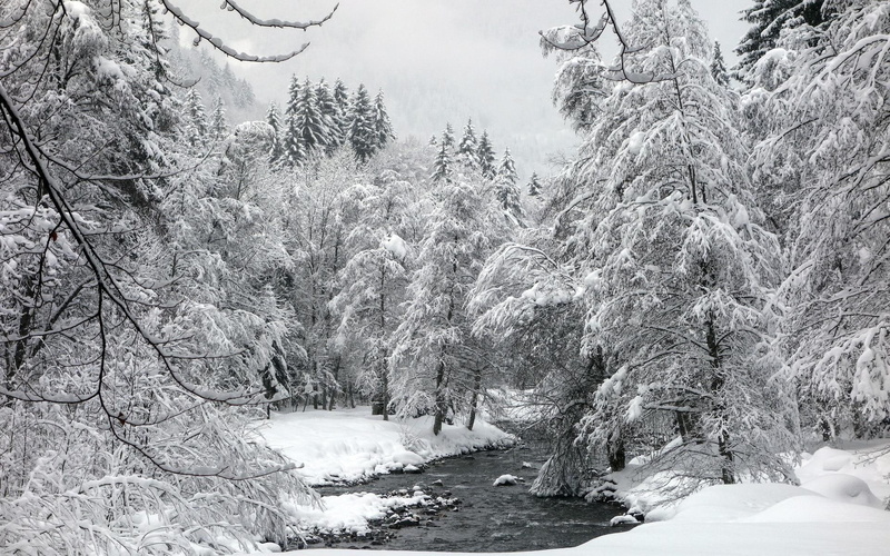 1920x1200, tree, snow, nature, trees, forest, winter, covered, river, white, 1080P