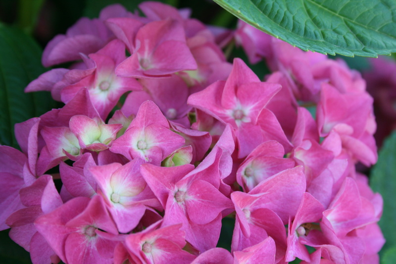 round head, focus on foreground, hydrangea, blossom, nature, flower head, pollen, inflorescence, fragility, plant, softness, beauty in nature, white centres