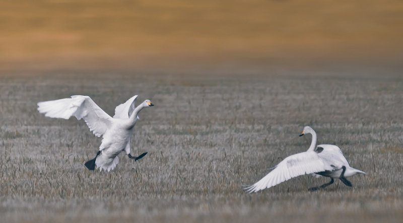 no people, seagull, missing, bad, outdoors, group of animals, 2K, Miss, bird, mid-air, animals in the wild, nature, Love, day, Swans, animal themes, animal