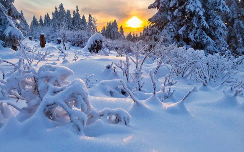 2K, windbreak, winter, sunset