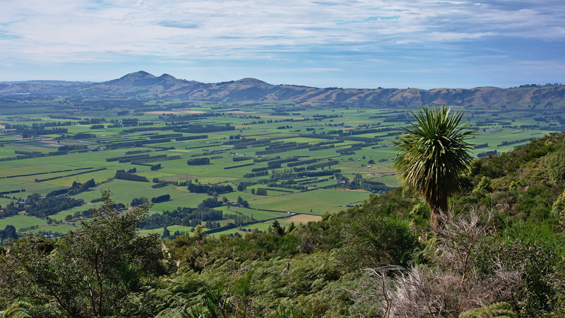 bush, sky, outdoors, cabbage tree, scenics - nature, idyllic, mountain, farmland, allanton, woodside, green color, new zealand, nature, environment, plant