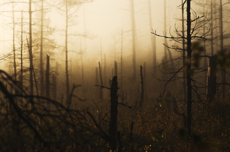 windbreak, 1080P, pine, forest