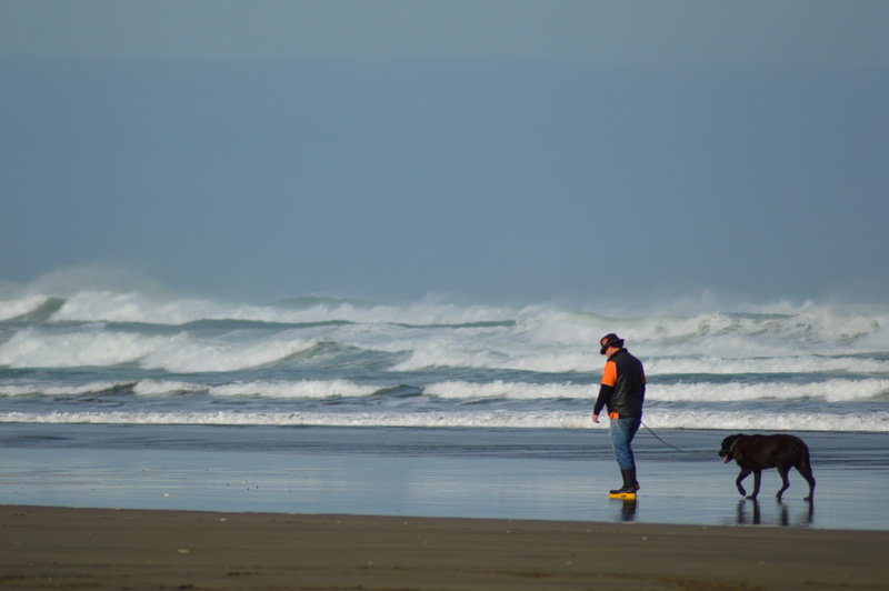 one person, walking dog, mans best friend, lab, animal themes, man walking dog, labrador, wind, domestic animals, nature, 5K, domestic, sea, outdoors