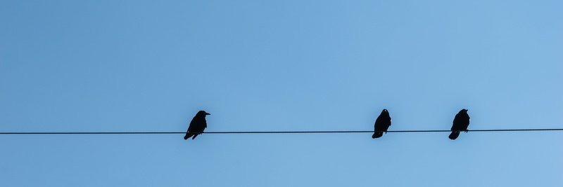 stare, line, electricity, resting place, perched, animal wildlife, no people, two and a, bird, power, animal themes, silhouette, blue, clear sky, connection