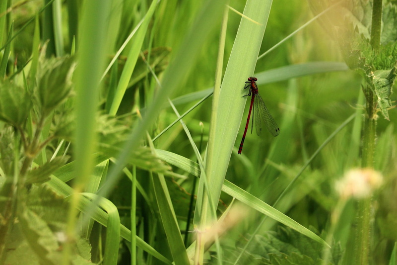flight insect, adonis dragonfly, animals in the wild, growth, wing, invertebrate, animal themes, animal wing, selective focus, animal, blade of grass, plant