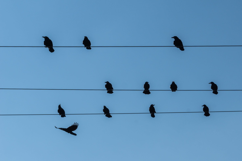 animal, large group of animals, vertebrate, flock of birds, silhouette, Persevere, birds on power pole, resting place, telephone line, animals in the wild