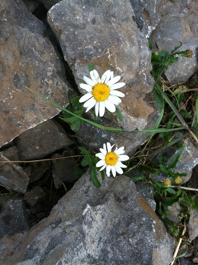 rock, growth, flowering plant, freshness, solid, yellow, perseverance, inflorescence, white, rock - object, petaled, vulnerability, high angle view, no people