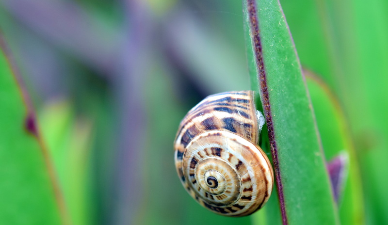 wait, protection, gastropod, day, animal themes, mollusk, persevere, nature, invertebrate, focus on foreground, small, no people, cactus, animal wildlife