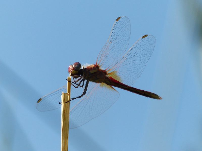 libellulidae, close-up, darter, zoology, animals in the wild, flight insect, transparent, sailing dragonfly, invertebrate, one animal, Dragonfly, animal wildlife